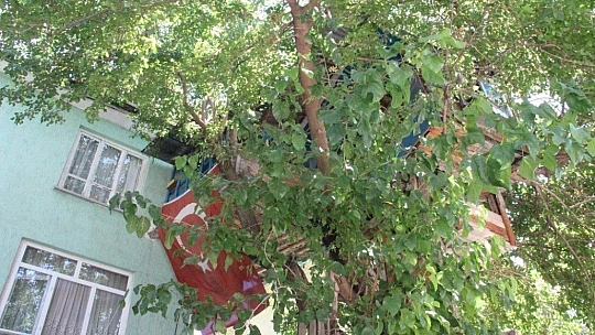 Nusret dede, Covid-19'dan ağaç evi ile korunuyor