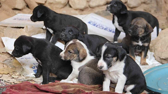Öğrencilerden anlamlı proje, Şehit Fethi Sekin utulmadı