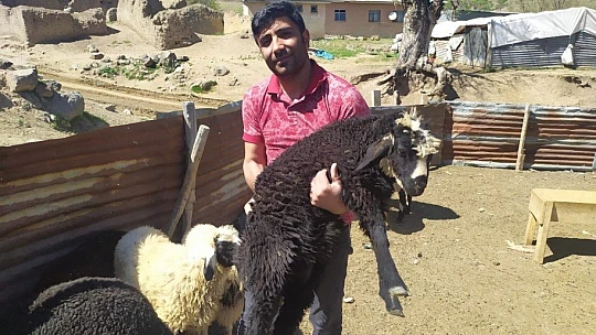 Öğretmen kayıp kuzu ve koçlara sahip çıktı, sahibini arıyor