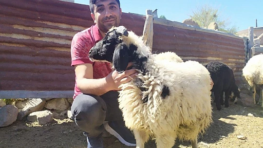 Öğretmen kayıp kuzu ve koçlara sahip çıktı, sahibini arıyor