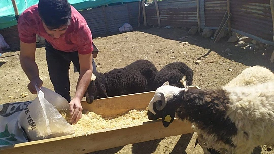 Öğretmen kayıp kuzu ve koçlara sahip çıktı, sahibini arıyor