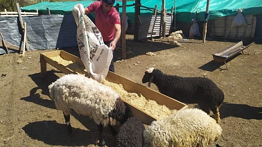 Öğretmen kayıp kuzu ve koçlara sahip çıktı, sahibini arıyor