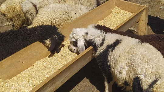 Öğretmen kayıp kuzu ve koçlara sahip çıktı, sahibini arıyor