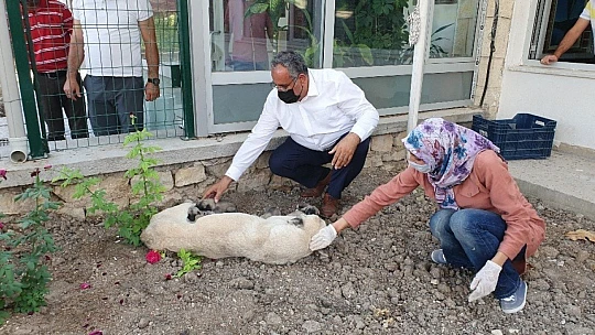 Ölüme terk edilen 10 yavru köpek, 3 gün sonra annelerine kavuştu