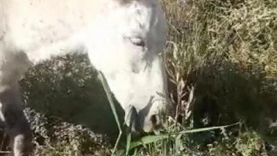 Ölüme terk edilen ayağı kırık at kurtarıldı