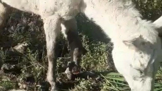 Ölüme terk edilen ayağı kırık at kurtarıldı