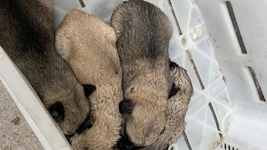 Ölüme terk edilen yavru köpekler, biberonla beslenmeye başlandı