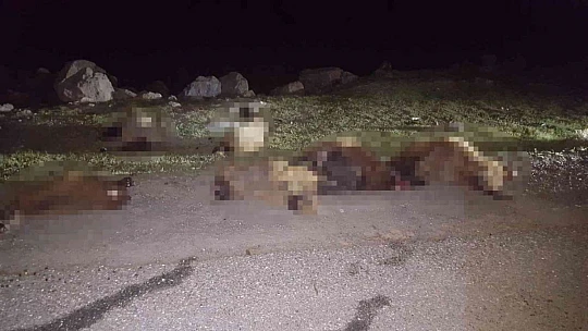 Otomobil sürüye çarptı: 30 koyun telef oldu