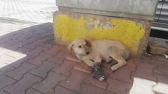 Otomobilin çarptığı yavru köpek kalp masajı ile hayata tutundu