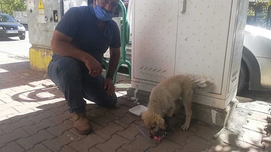 Otomobilin çarptığı yavru köpek kalp masajı ile hayata tutundu