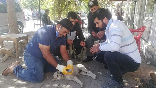 Otomobilin çarptığı yavru köpek kalp masajı ile hayata tutundu