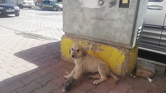 Otomobilin çarptığı yavru köpek kalp masajı ile hayata tutundu