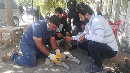 Otomobilin çarptığı yavru köpek kalp masajı ile hayata tutundu