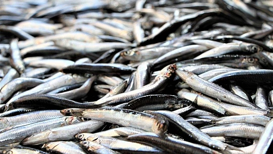 Pandemi ile birlikte talepler değişti, balıklar pişirilerek evlere servis edilmeye başlandı