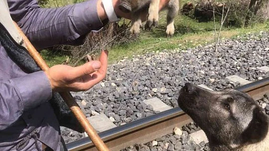 Peşine takılan yavru yaban domuzunu önce sevdi, daha sonra doğal ortamına bıraktı