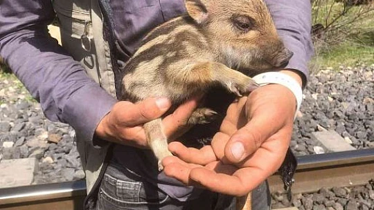 Peşine takılan yavru yaban domuzunu önce sevdi, daha sonra doğal ortamına bıraktı
