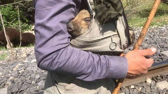 Peşine takılan yavru yaban domuzunu önce sevdi, daha sonra doğal ortamına bıraktı