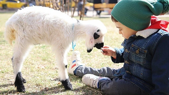 Sahiplendiği kuzu, hem evinin neşesi, hem de terapisi oldu