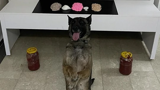Salca bidonu içinde uyuşturucu sevkiyatı 'Nina'dan kaçmadı: 2 gözaltı