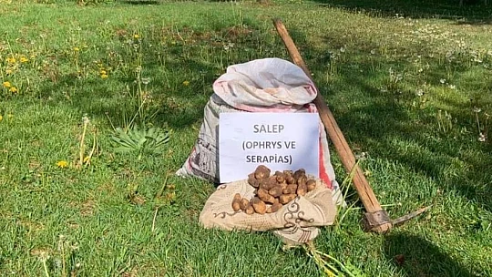 Salep soğanı toplayan 8 kişiye 872 bin lira ceza