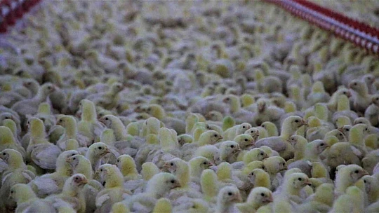 Şehir hayatından sıkıldı, devletten aldığı destek ile köye dönüp çiftlik kurdu