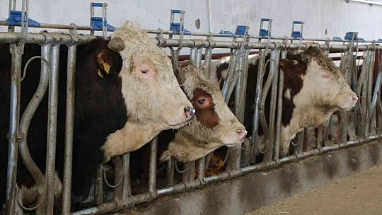 Şehir hayatından sıkıldı, devletten aldığı destek ile köye dönüp çiftlik kurdu