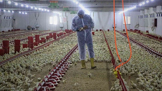 Şehir hayatından sıkıldı, devletten aldığı destek ile köye dönüp çiftlik kurdu