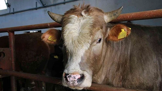 Şehir hayatından sıkıldı, devletten aldığı destek ile köye dönüp çiftlik kurdu