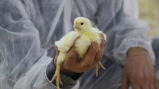 Şehir hayatından sıkıldı, devletten aldığı destek ile köye dönüp çiftlik kurdu