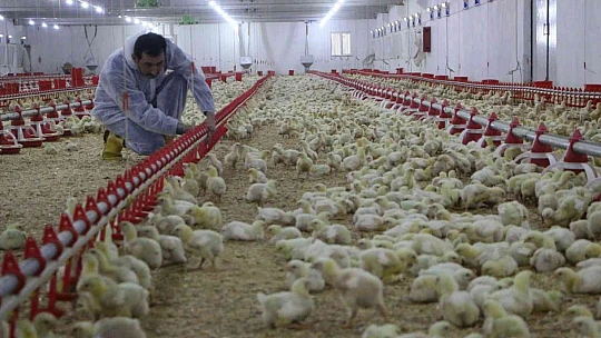 Şehir hayatından sıkıldı, devletten aldığı destek ile köye dönüp çiftlik kurdu