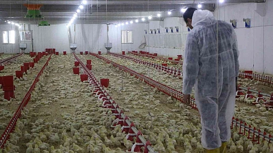 Şehir hayatından sıkıldı, devletten aldığı destek ile köye dönüp çiftlik kurdu