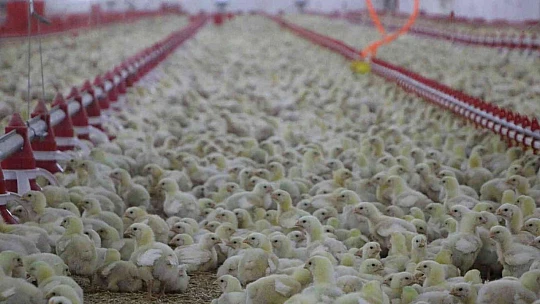 Şehir hayatından sıkıldı, devletten aldığı destek ile köye dönüp çiftlik kurdu