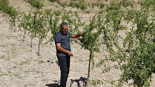 Şehit oğlunun anısına, 2 bin 500 fidanla orman oluşturdu