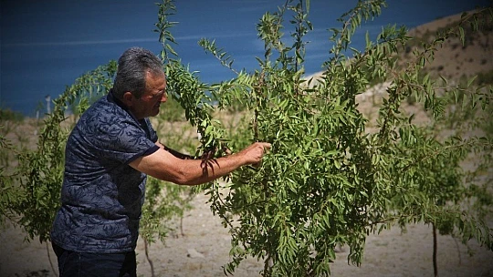 Şehit oğlunun anısına, 2 bin 500 fidanla orman oluşturdu