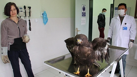 Silahla vurulan kartal kurtuldu, atmaca ise telef oldu