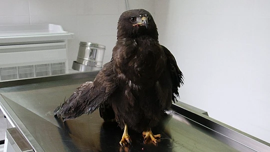 Silahla vurulan kartal kurtuldu, atmaca ise telef oldu