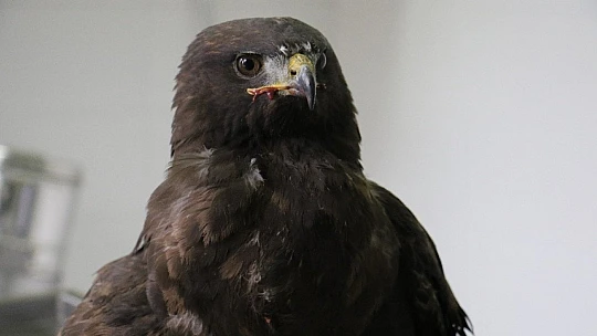 Silahla vurulan kartal kurtuldu, atmaca ise telef oldu