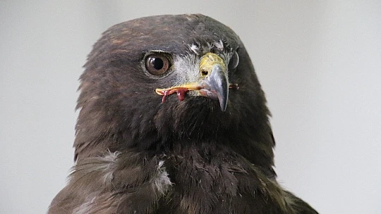 Silahla vurulan kartal kurtuldu, atmaca ise telef oldu