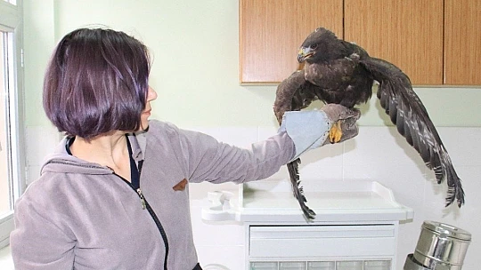 Silahla vurulan kartal kurtuldu, atmaca ise telef oldu