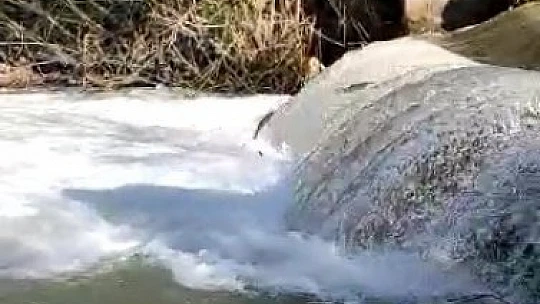 Siraz'ın akıntıya karşı göçü devam ediyor