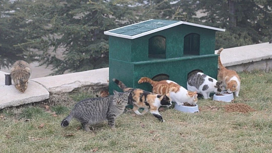 Sokak hayvanlarına şefkat eli