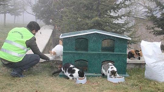 Sokak hayvanlarına şefkat eli