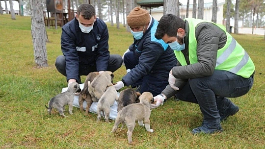 Sokak hayvanlarına şefkat eli
