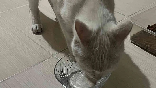 Sokak sokak aradığı kayıp kedisine sonunda kavuştu