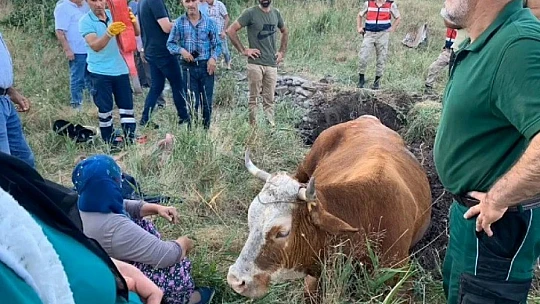 Su kuyusuna düşen inek, 40 dakikalık çalışmayla kurtarıldı