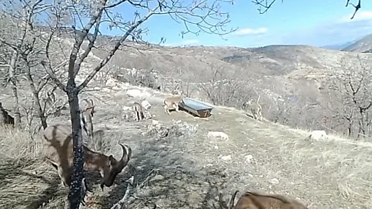 Su ve yiyecek ihtiyacını karşılayan dağ keçileri, fotokapanla görüntülendi
