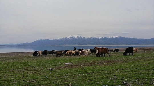 Suların çekildiği baraj havzası hayvanlara otlak oldu