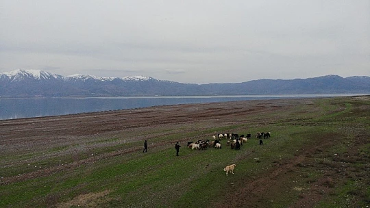 Suların çekildiği baraj havzası hayvanlara otlak oldu
