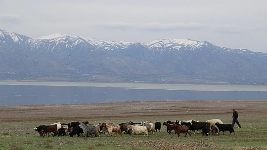 Suların çekildiği baraj havzası hayvanlara otlak oldu