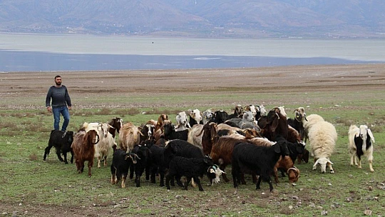 Suların çekildiği baraj havzası hayvanlara otlak oldu